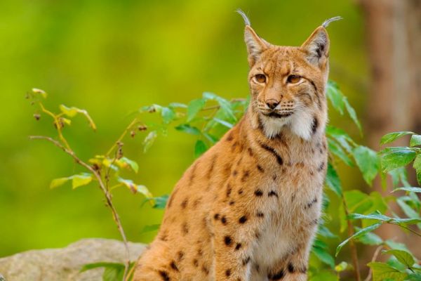 Eurasischer Luchs mit markanten Pinselohren sitzt im grünen Wald.