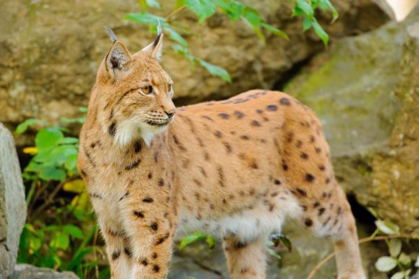 Eurasischer Luchs, der alert durch einen Wald schaut, umgeben von Felsen.