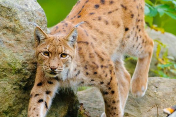 Ein Eurasischer Luchs bewegt sich durch felsiges Gelände in einem Wald.