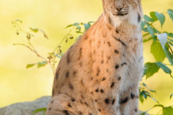 Eurasischer Luchs sitzt aufmerksam in einem Waldgebiet, umgeben von grünen Blättern.