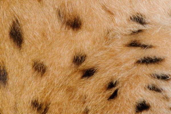 Nahaufnahme des gefleckten Fells eines Eurasischen Luchses.