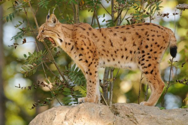 Eurasischer Luchs mit charakteristischen Pinselohren im Wald.