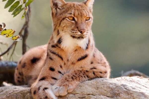 Eurasischer Luchs ruht auf Felsen, mit Pinselohr und geflecktem Fell.
