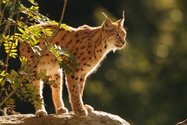Eurasischer Luchs steht auf einem Felsen in der Abendsonne.