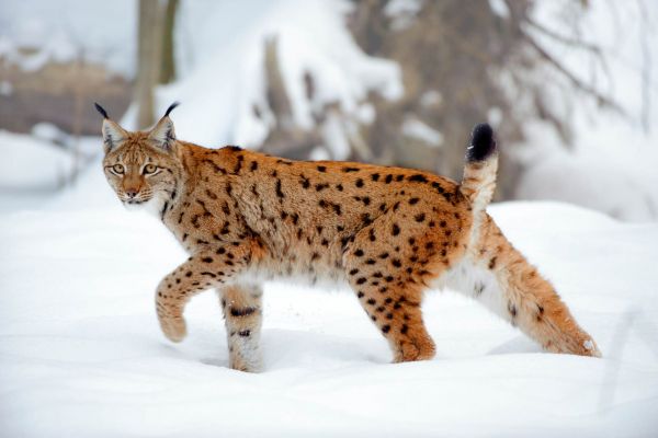 Eurasischer Luchs im Schnee mit markanten Ohrpinseln, im Profil.