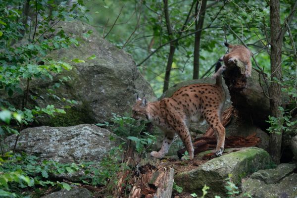 Eurasischer Luchs in einem bewaldeten Gebiet auf der Jagd.