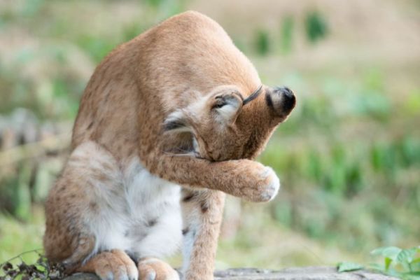 Ein junger Europäischer Luchs pflegt sein Fell im Wald.