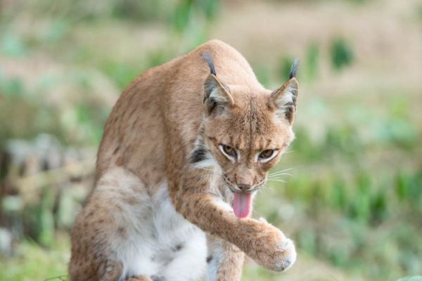 Ein Eurasischer Luchs leckt seine Pfote zur Fellpflege in grasbewachsenem Gebiet.