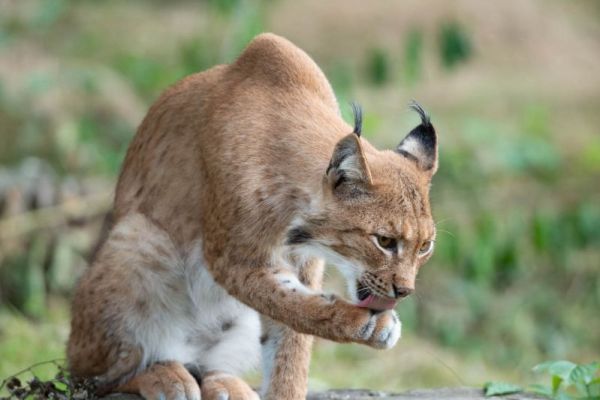 Eurasischer Luchs leckt seine Pfote zur Fellpflege, umgeben von Grün.
