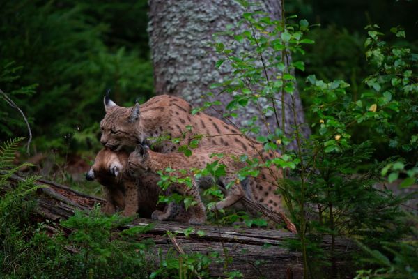 Eurasische Luchsmutter pflegt ihre beiden Jungen im Wald.