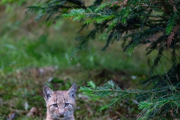 Ein junger Luchs steht neugierig in einem Waldgebiet unter Ästen.