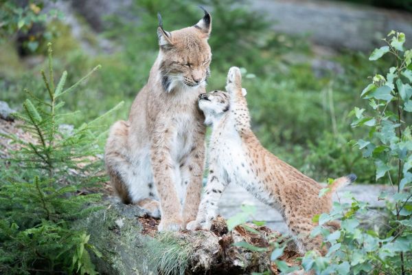Luchsmutter mit spielendem Jungtier im Wald.