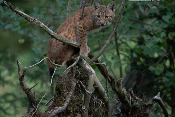 Junger Eurasischer Luchs klettert auf einem umgestürzten Baum.