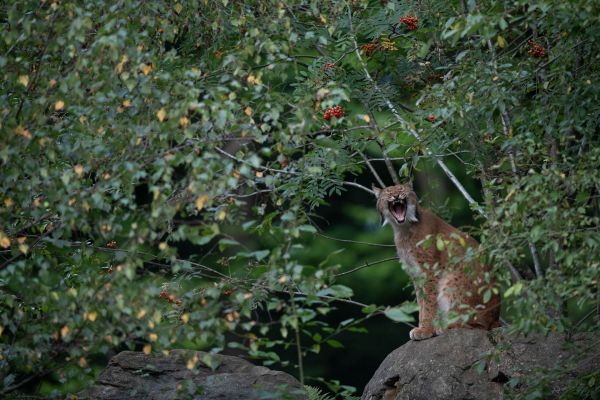 Eurasischer Luchs sitzt gähnend auf einem Felsen im Wald.
