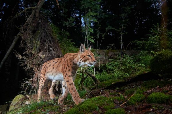 Eurasischer Luchs im dichten Wald auf dem Moosboden, seitlich zu sehen.