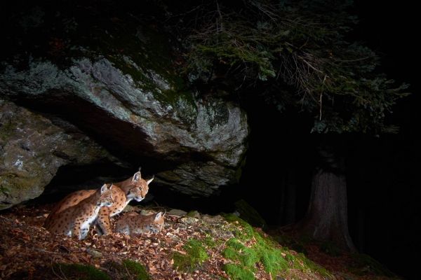 Ein Eurasischer Luchs mit Jungtieren im nächtlichen Wald unter einer Felsüberhang.