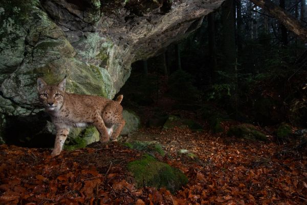 Ein Europäischer Luchs im Laubwald unter einem Felsen.