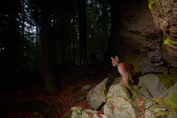 Luchs