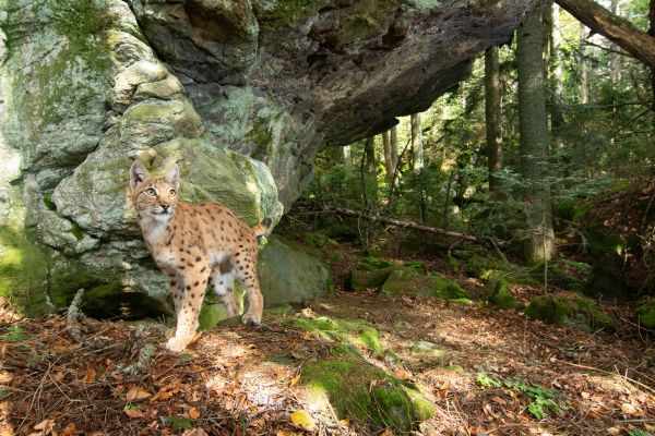 Luchs