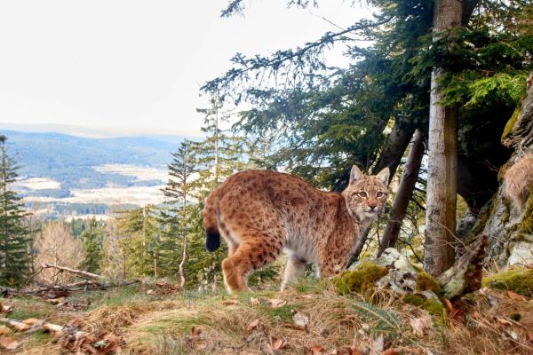 Europäischer Luchs steht im Wald, umgeben von Nadelbäumen.