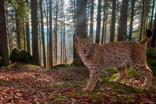 Ein Eurasischer Luchs steht im Laubwald, umgeben von Bäumen.
