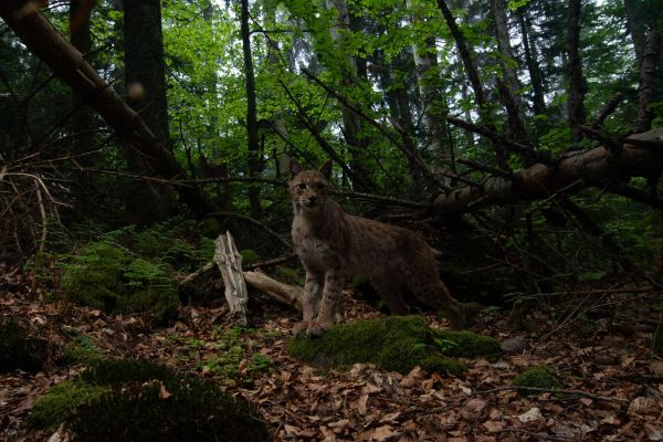 Eurasischer Luchs steht im dichten Wald auf moosbedecktem Boden.