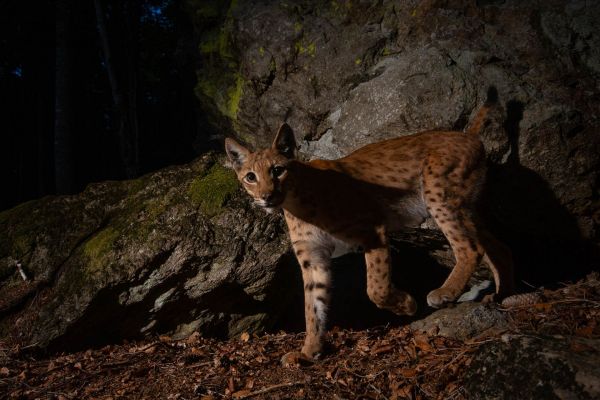 Eurasischer Luchs mit Pinselohren in einem dunklen Wald.