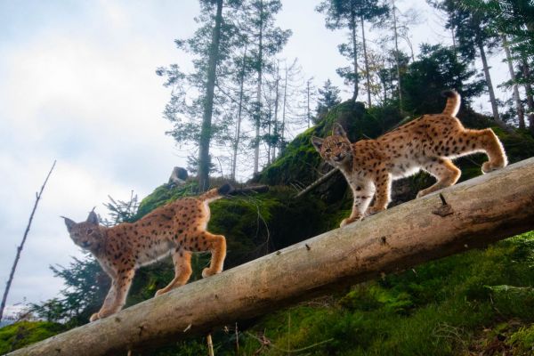 Zwei Eurasische Luchse auf einem Baumstamm in einem Wald, Europa.