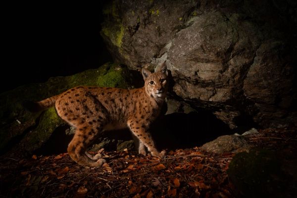 Eurasischer Luchs vor Felsen in nächtlicher Waldszene