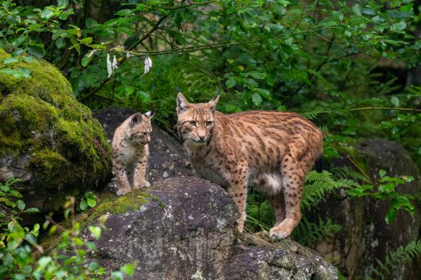 Eurasischer Luchs mit Jungtier im Wald auf Felsen.
