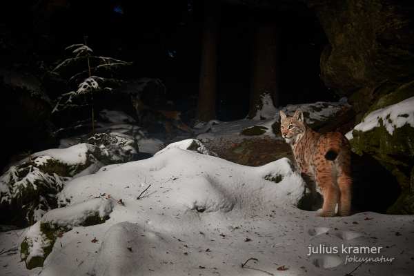 Eurasischer Luchs steht im Schnee eines winterlichen Waldes.