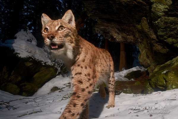 Ein Eurasischer Luchs im verschneiten Wald.