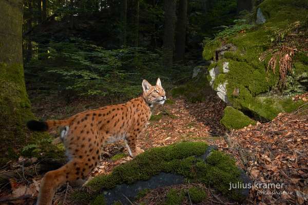 Eurasischer Luchs im moosbedeckten Wald, mit Pinselohren und gepunktetem Fell.