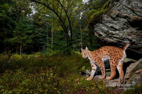 Ein Eurasischer Luchs im dichten Wald des Bayerischen Waldes.