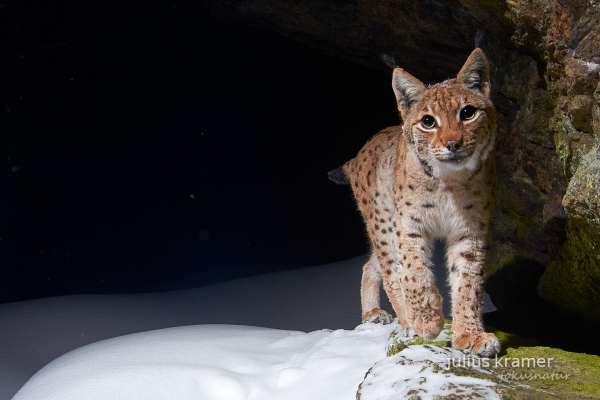 Eurasischer Luchs im Schnee, blickt in die Kamera, winterlicher Wald.