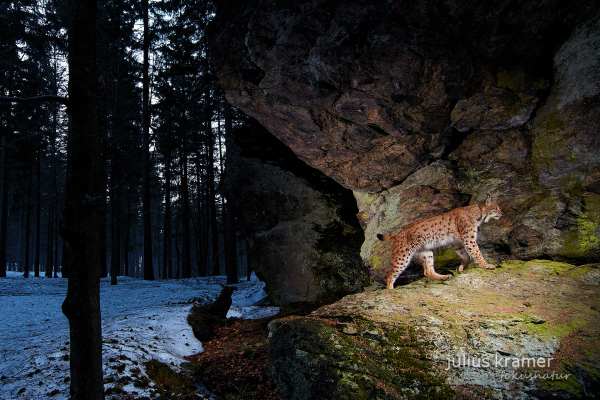 Eurasischer Luchs im verschneiten Wald vor Felsformation.