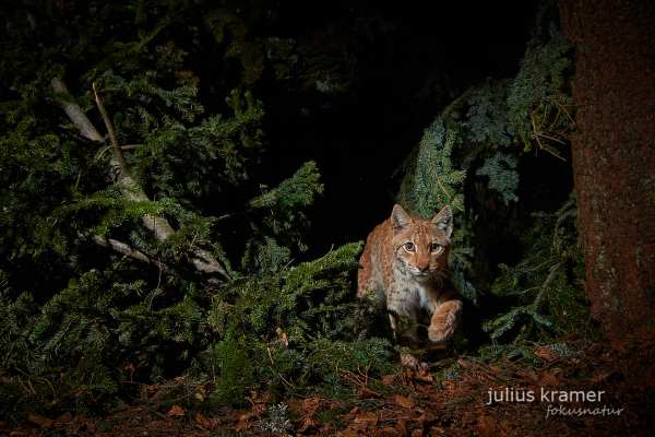 Ein Eurasischer Luchs schleicht durch dichten Wald in Bayern.