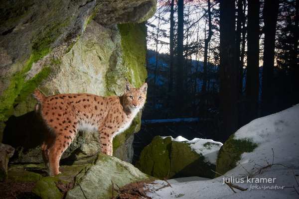 Eurasischer Luchs steht im verschneiten Wald vor einer Felsformation.