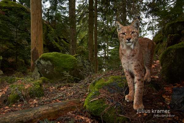 Eurasischer Luchs im Nadelwald des bayerischen Waldes.