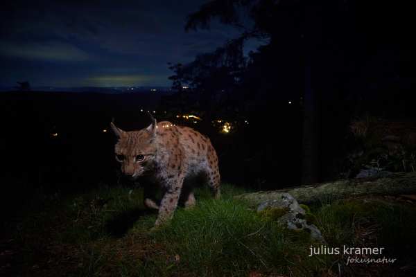 Eurasischer Luchs im nächtlichen Wald, beleuchtet durch Kamera.