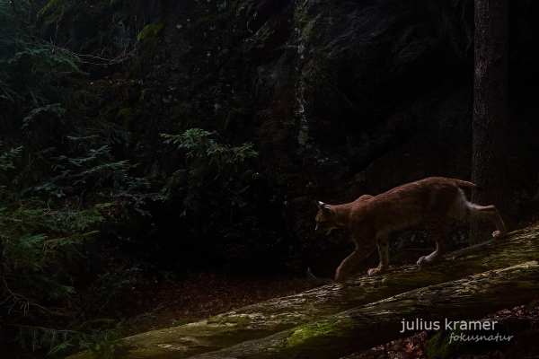 Ein Eurasischer Luchs bewegt sich im Wald auf einem Baumstamm.