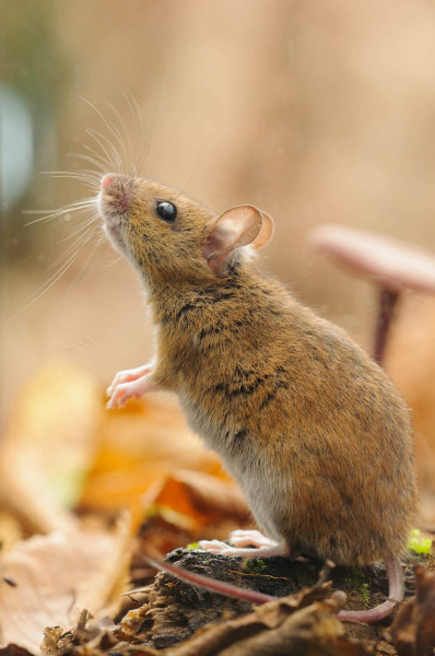 Waldmaus