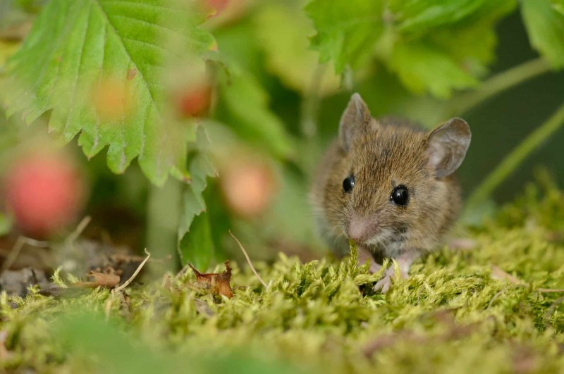 Waldmaus