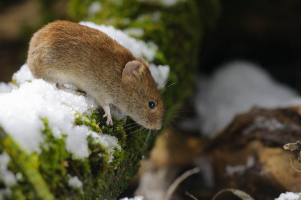 Rötelmaus auf schneebedecktem Moos im Wald.