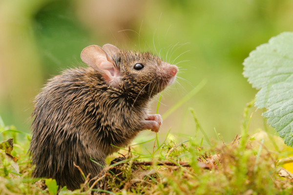Eine Hausmaus sitzt im grünen Gras, das Fell ist nass vom Regen.