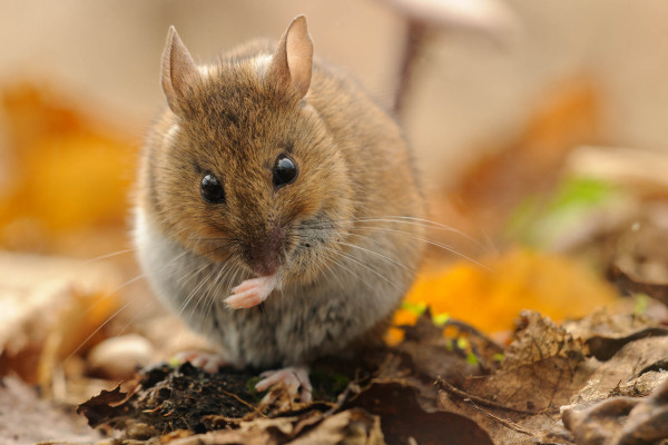 Eine Waldmaus sitzt auf Herbstlaub und hält ihre Vorderpfote nahe am Körper.