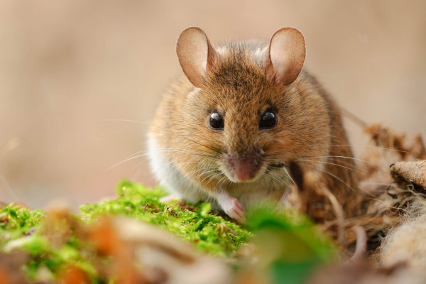 Waldmaus sitzt auf grünem Moos, umgeben von Laub.
