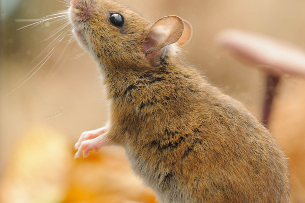 Eine Waldmaus steht aufrecht in herbstlicher Umgebung und blickt nach oben.