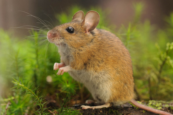 Eine Waldmaus mit braunem Fell in einer grünen Waldumgebung.