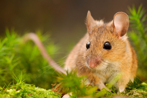 Waldmaus sitzt auf grünem Moos, im Vordergrund und Hintergrund Moospolster.